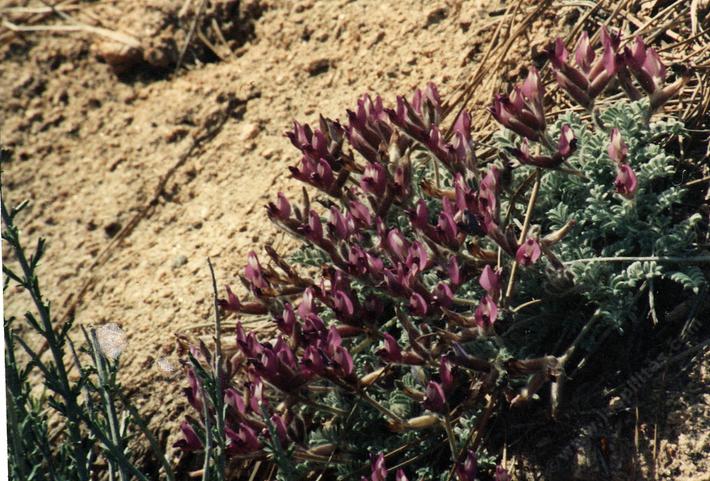 Oxytropis oreophila