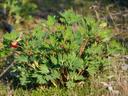 Paeonia californica