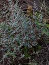 Pellaea andromedifolia