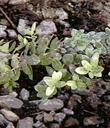 Arctostaphylos edmundsii parvifolia