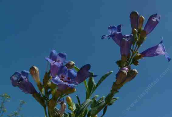 Penstemon azureus