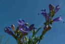 Penstemon azureus