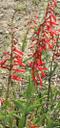 Penstemon centranthifolius