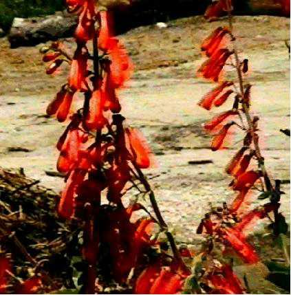 Penstemon eatonii