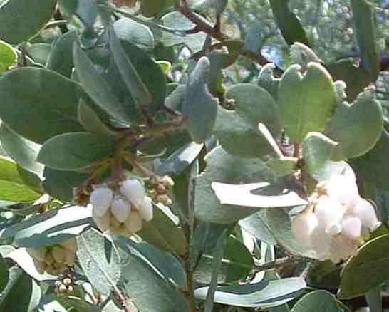 Arctostaphylos glandulosa campbelliae