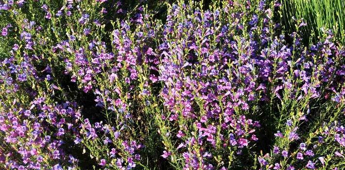 Penstemon Margarita BOP