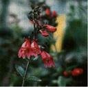 Penstemon newberryi sonomensis