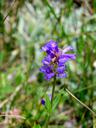 Penstemon oreocharis