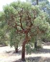 Arctostaphylos glauca