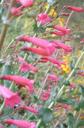 Penstemon parishii