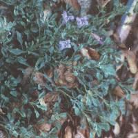Penstemon purpusii