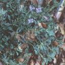 Penstemon purpusii