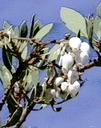 Arctostaphylos glauca Dwaine's Dwarf