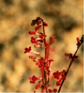 Penstemon utahensis
