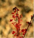Penstemon utahensis