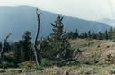 Pinus flexilis