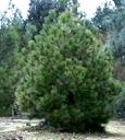 Pinus jeffreyi