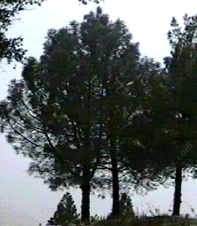 Pinus ponderosa