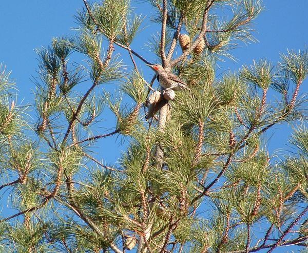 A Northern Flicker in the Pinus remorata at the Nursery.