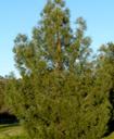Pinus sabiniana