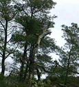 Pinus torreyana