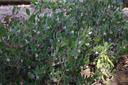 Arctostaphylos hookeri franciscana Franciscana Manzanita