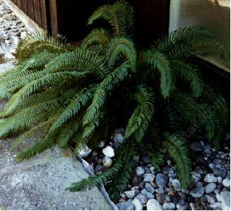 Polystichum munitum