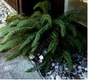 Polystichum munitum