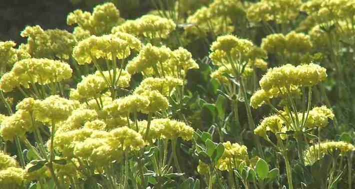 Eriogonum umbellatum polyanthum Shasta Buckwheat