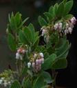 Arctostaphylos hooveri Hoovers Manzanita