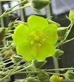 Potentilla pectinisecta