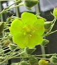 Potentilla pectinisecta