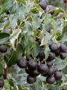Prunus ilicifolia