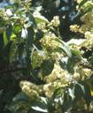 Prunus lyonii