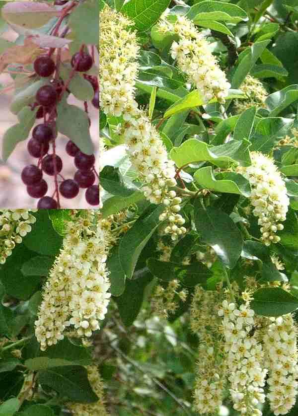 Prunus virginiana demissa