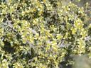 Purshia tridentata