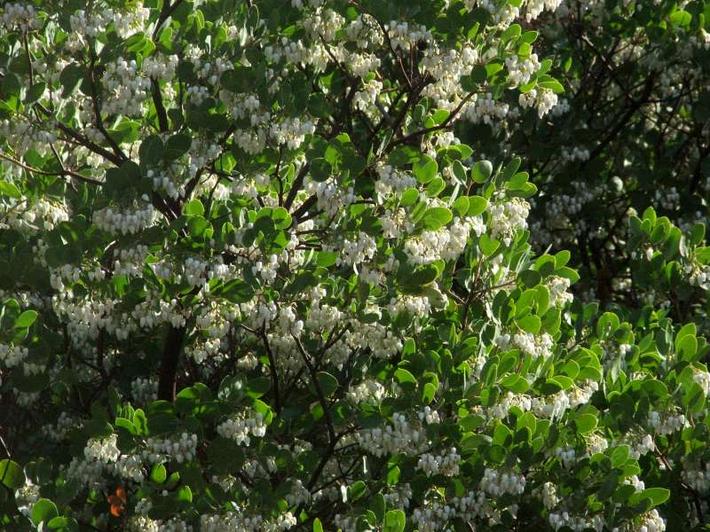 Arctostaphylos manzanita Dr. Hurd Manzanita Tree