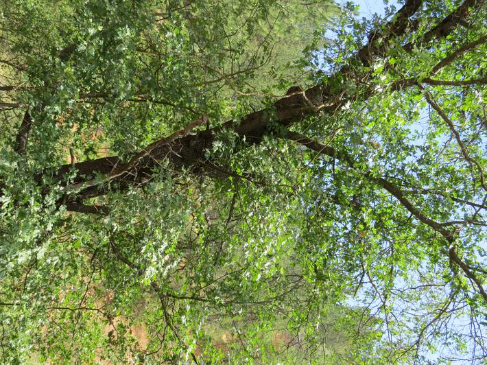 Quercus kelloggii