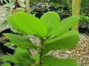 Quercus sadleriana