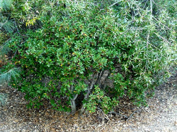 Rhamnus californica Eve Case
