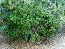 Rhamnus californica Eve Case