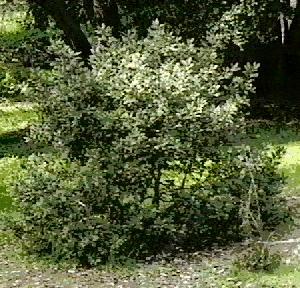 Rhamnus californica Eve Case