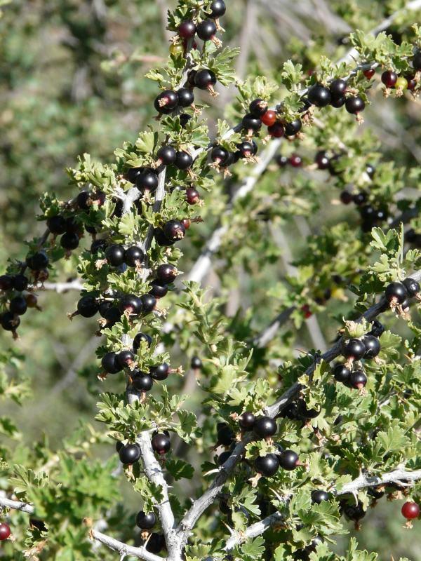 Ribes quercetorum