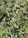 Ribes quercetorum