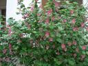 Ribes sanguineum glutinosum