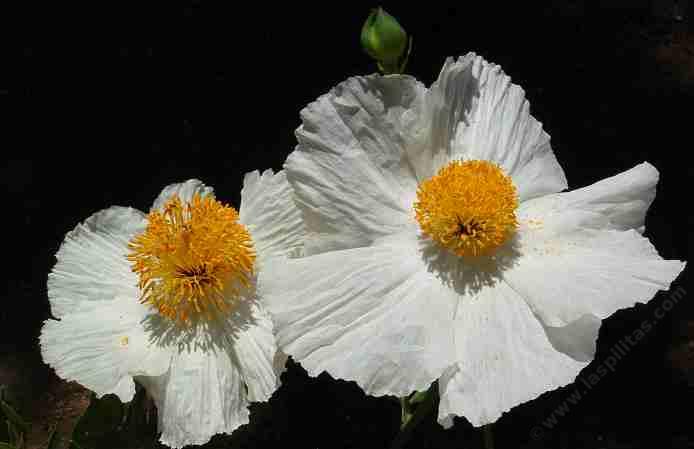 Romneya coulteri