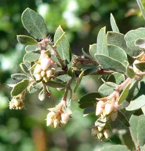 Arctostaphylos morroensis Park View Manzanita