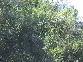 Salix hindsiana hindsiana