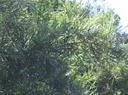 Salix hindsiana hindsiana