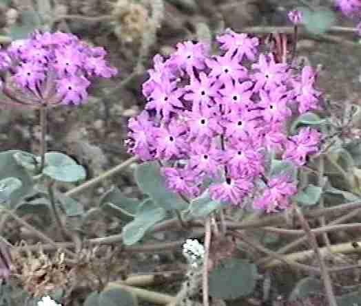 Abronia villosa villosa